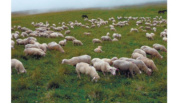 Яйлахриз хкиз гьазурзава