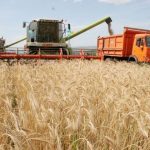 В Карабудахкентском районе идет сбор урожая