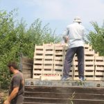 В хозяйствах Сулейман-Стальского района в самом разгаре уборка алычи. 