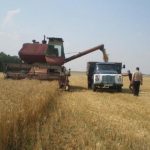 Хозяйства Каякентского района вступили в завершающий этап уборки зерновых культур