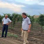 В хозяйствах Каякентского района провели обследование и приемку молодых виноградников