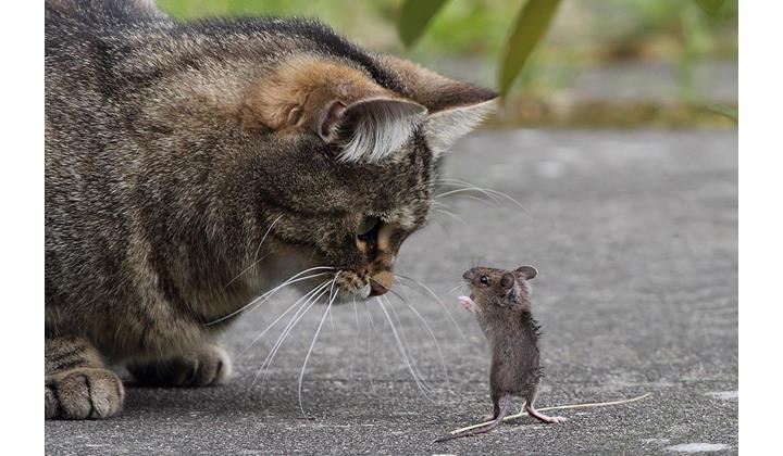 Ветеринар объяснила, почему кошки приносят мышей хозяевам