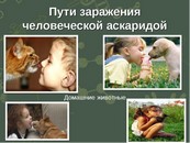 Роспотребнадзор Дагестана обеспокоен заболеваемостью населения аскаридозом