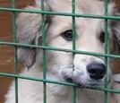 УФАС аннулировало аукцион УЖКХ Махачкалы на отлов бродячих животных
