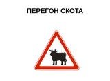 В Дагестане идет перегон скота на летние пастбища