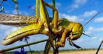 Нашествие саранчи на Дагестан