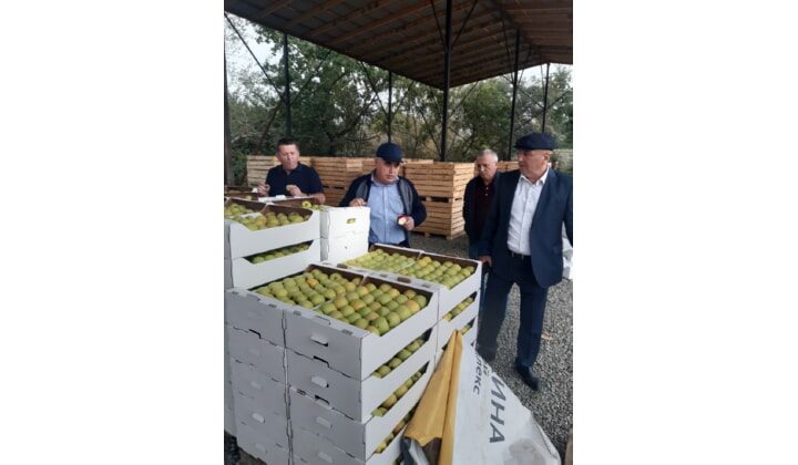 Крупный инвестпроект по садоводству реализован в Дагестане