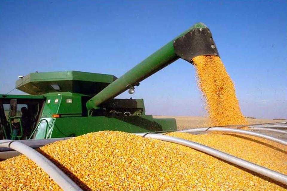 Урожайность кормовой. Обмолот кукурузы. Уборка урожая кукурузы. Кукуруза (зерно). Уборка кукурузы на зерно.