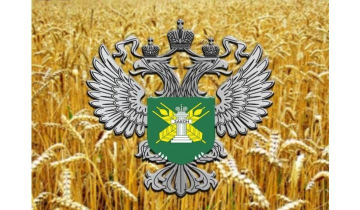 Управлением Россельхознадзора по РД прекращено действие декларации о соответствии на кукурузу продовольственную