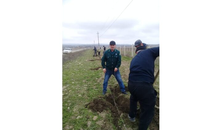 В Дербентском районе лесники провели акцию по озеленению         