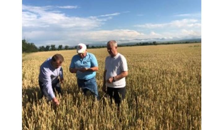 В стране к уборке зерновых приступили первыми в Дагестане