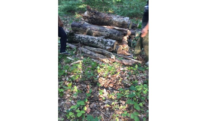 В Казбековском лесничестве продолжают санитарную очистку леса