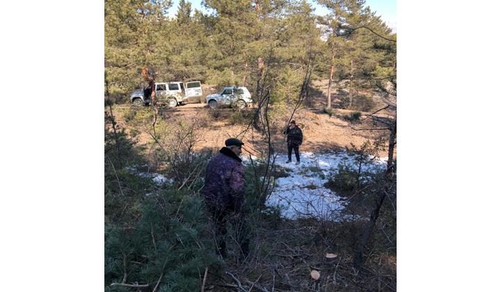 В Гумбетовском районе обнаружен факт самовольной вырубки сосновых деревьев