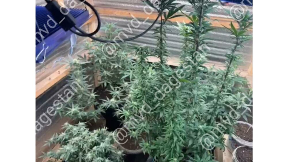 В Махачкале обнаружили «оранжерею» по выращиванию марихуаны