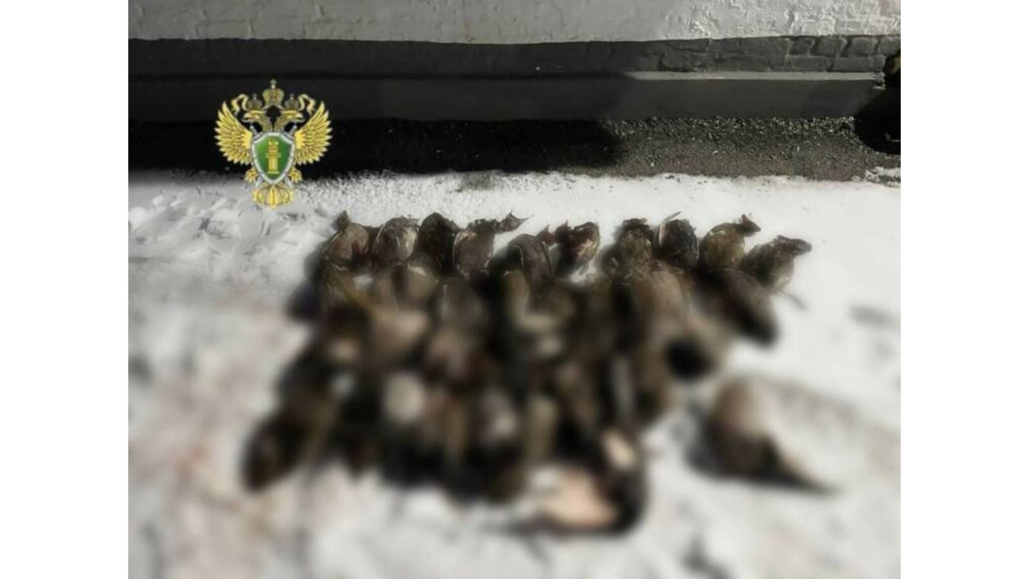 Дагестан возбудил дело по факту убийства 68 селезней