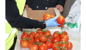 Россельхознадзором выявлено порядка 300 тонн зараженной плодоовощной продукции из-за рубежа