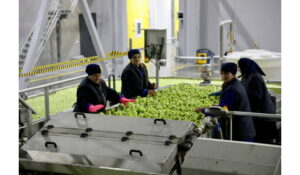 Мощности хранения сельхозпродукции в Дагестане в 2026 году будет увеличены до 60 тысяч тонн