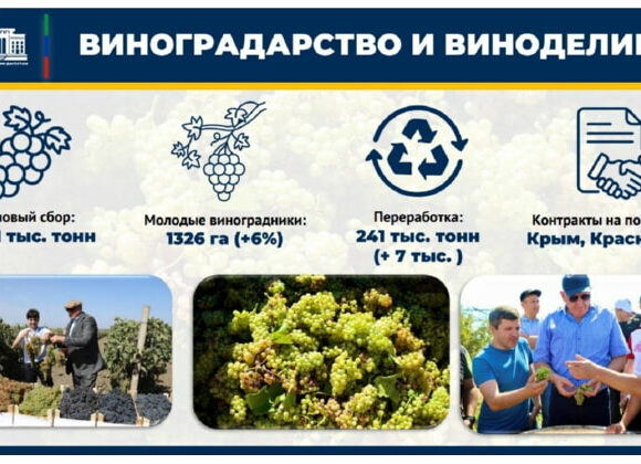 В Дагестане сделан серьезный рывок в развитии садоводства и виноградарства - Абдулмуслимов