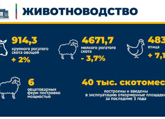 Мы безусловные лидеры в стране по поголовью крупного и мелкого рогатого скота - Абдулмуслимов